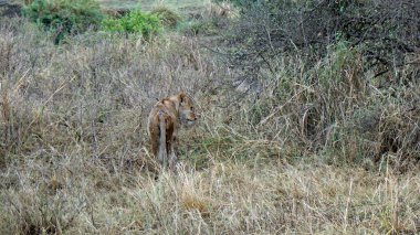 Erkek ve dişi aslan serengeti 'nin bozkırlarında yatıyor.