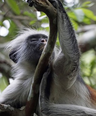 zanzibar red colobus monkey (Piliocolobus kirkii) clipart