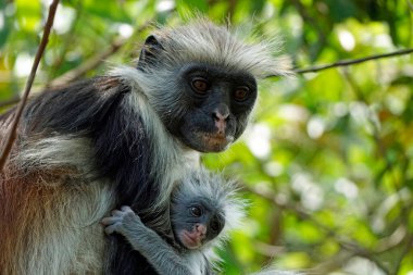 Zanzibar kırmızı kolobus maymunu (Piliocolobus kirkii)