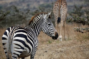 Zebra Tanzanya 'daki Serengeti Parkı' nda