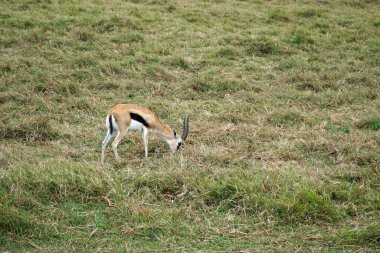 thomsons gazelle in the serengeti in tanzania clipart