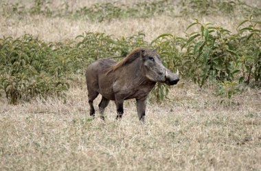 Tanzanya 'daki Serengeti ovasında yaban domuzu