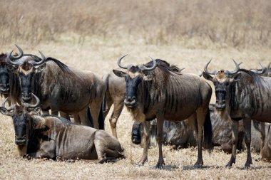 Tanzanya 'daki Serengeti' de vahşi hayvan