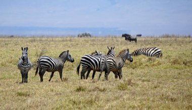 Zebra Tanzanya 'daki Serengeti Parkı' nda