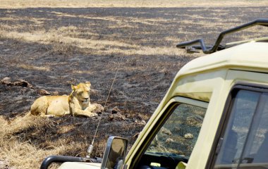 Erkek ve dişi aslan serengeti 'nin bozkırlarında yatıyor.