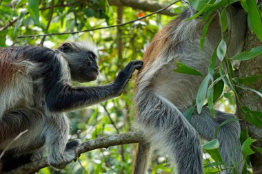 Zanzibar kırmızı kolobus maymunu (Piliocolobus kirkii)
