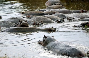 Bir grup hipopotam Tanzanya 'daki Serengeti' de bir gölette