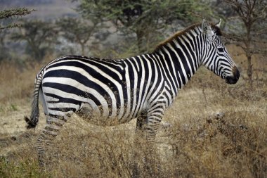 Zebra Tanzanya 'daki Serengeti Parkı' nda
