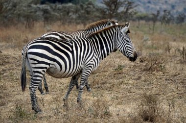 Zebra Tanzanya 'daki Serengeti Parkı' nda