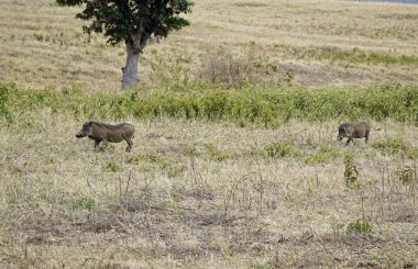 Tanzanya 'daki Serengeti ovasında yaban domuzu