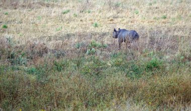 Serengeti 'nin bozkırında kocaman bir gergedan