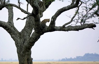 Tanzanya 'daki Serengeti parkında bir ağaçta çita