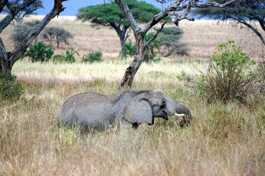 Tanzanya 'daki Serengeti parkında yaşayan vahşi bir fil.