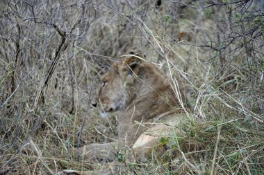 Erkek ve dişi aslan serengeti 'nin bozkırlarında yatıyor.