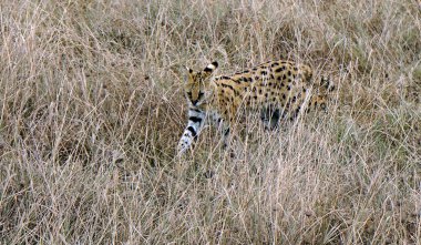 Tanzanya 'daki Serengeti' de Afrika Servisi