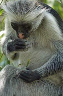 zanzibar red colobus monkey (Piliocolobus kirkii) clipart