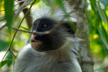 zanzibar red colobus monkey (Piliocolobus kirkii) clipart