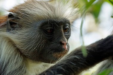 Zanzibar kırmızı kolobus maymunu (Piliocolobus kirkii)