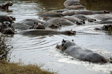 Bir grup hipopotam Tanzanya 'daki Serengeti' de bir gölette