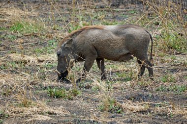 Tanzanya 'daki Serengeti ovasında yaban domuzu