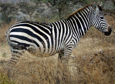 Zebra Tanzanya 'daki Serengeti Parkı' nda