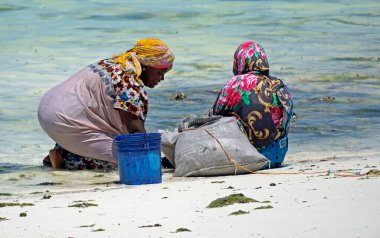 Jambiani, Zanzibar - Ekim 2024: Sular çekildiği sırada deniz yosunu toplayan kadın