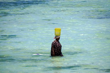 Jambiani, Zanzibar - Ekim 2024: Sular çekildiği sırada deniz yosunu toplayan kadın