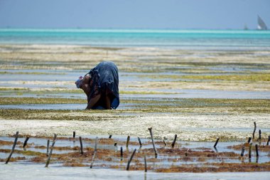 Jambiani, Zanzibar - Ekim 2024: Sular çekildiği sırada deniz yosunu toplayan kadın