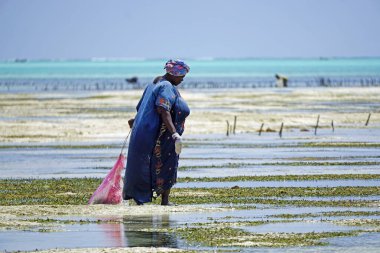 Jambiani, Zanzibar - Ekim 2024: Sular çekildiği sırada deniz yosunu toplayan kadın