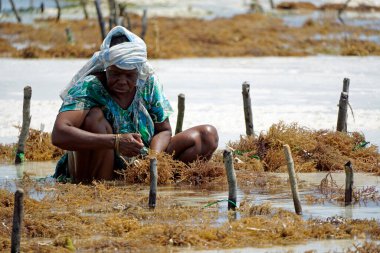 Jambiani, Zanzibar - Ekim 2024: Sular çekildiği sırada deniz yosunu toplayan kadın