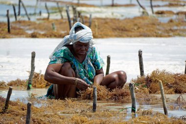 Jambiani, Zanzibar - Ekim 2024: Sular çekildiği sırada deniz yosunu toplayan kadın