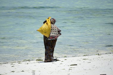 Jambiani, Zanzibar - Ekim 2024: Sular çekildiği sırada deniz yosunu toplayan kadın