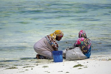 Jambiani, Zanzibar - Ekim 2024: Sular çekildiği sırada deniz yosunu toplayan kadın