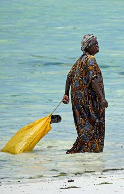 Jambiani, Zanzibar - Ekim 2024: Sular çekildiği sırada deniz yosunu toplayan kadın