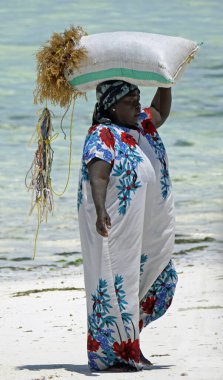 Jambiani, Zanzibar - Ekim 2024: Sular çekildiği sırada deniz yosunu toplayan kadın