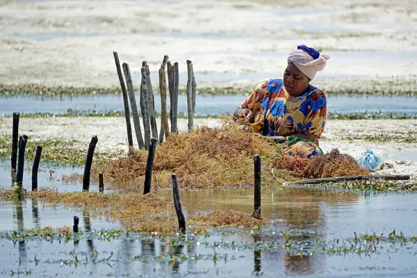 Jambiani, Zanzibar - Ekim 2024: Sular çekildiği sırada deniz yosunu toplayan kadın