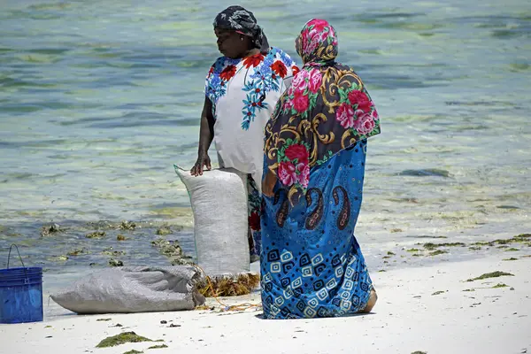 Jambiani, Zanzibar - Ekim 2024: Sular çekildiği sırada deniz yosunu toplayan kadın