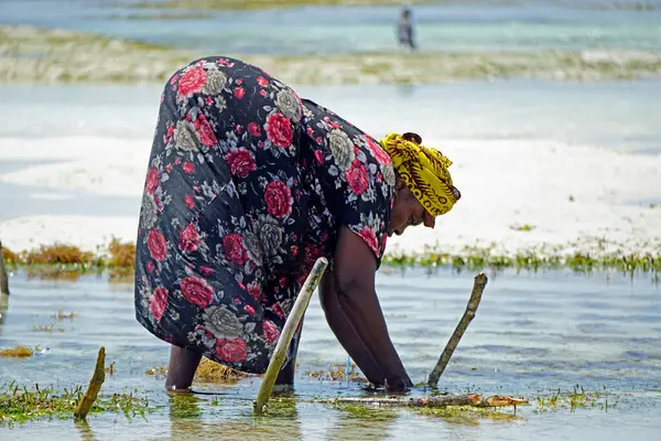 Jambiani, Zanzibar - Ekim 2024: Sular çekildiği sırada deniz yosunu toplayan kadın