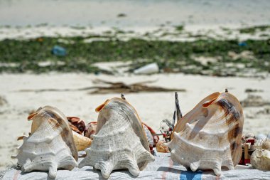 Deniz kabukları Zanzibar 'da bir sahilde toplandı. 