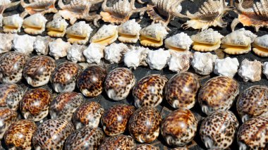 Deniz kabukları Zanzibar 'da bir sahilde toplandı. 