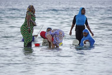 Nungwi, Zanzibar - Ekim 2024: Sular çekildiğinde okyanustan deniz ürünleri toplayan kadın