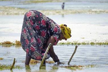 Jambiani, Zanzibar - Ekim 2024: Sular çekildiği sırada deniz yosunu toplayan kadın