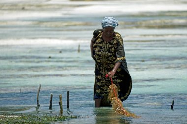 Jambiani, Zanzibar - Ekim 2024: Sular çekildiği sırada deniz yosunu toplayan kadın