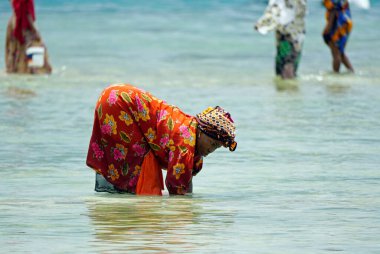 Nungwi, Zanzibar - Ekim 2024: Sular çekildiğinde okyanustan deniz ürünleri toplayan kadın