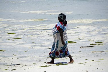 Jambiani, Zanzibar - Ekim 2024: Sular çekildiği sırada deniz yosunu toplayan kadın