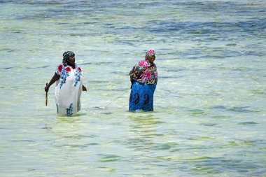 Jambiani, Zanzibar - Ekim 2024: Sular çekildiği sırada deniz yosunu toplayan kadın