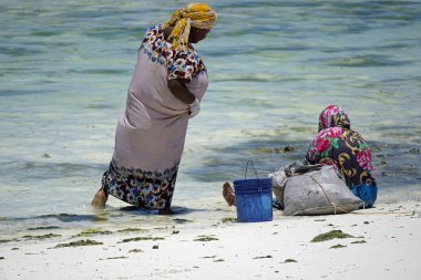 Jambiani, Zanzibar - Ekim 2024: Sular çekildiği sırada deniz yosunu toplayan kadın