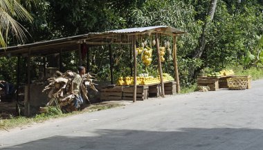 Kinyasini, Zanzibar - Ekim 2024: kırsal bölgedeki yerel tarım işçisi