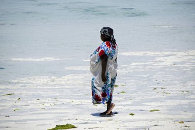 Jambiani, Zanzibar - Ekim 2024: Sular çekildiği sırada deniz yosunu toplayan kadın