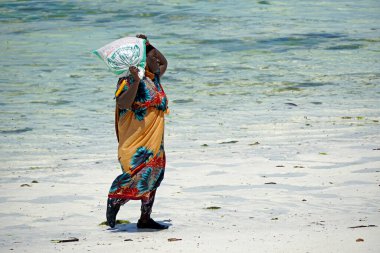 Jambiani, Zanzibar - Ekim 2024: Sular çekildiği sırada deniz yosunu toplayan kadın
